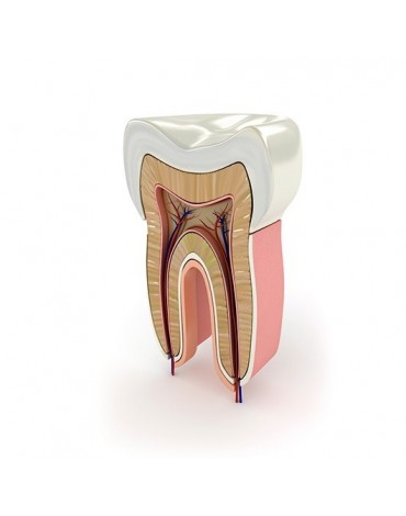 Molars endodontics (multiradicular)